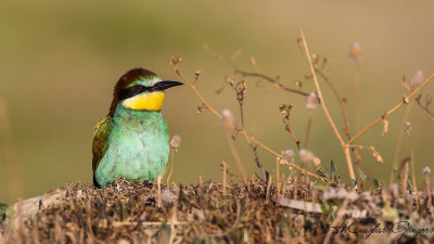 European Bee-eater - Merops apiaster - Arıkuşu