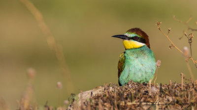 European Bee-eater - Merops apiaster - Arıkuşu