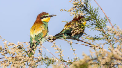 European Bee-eater - Merops apiaster - Arıkuşu