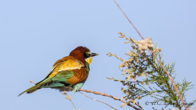 European Bee-eater - Merops apiaster - Arıkuşu