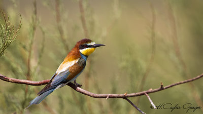 European Bee-eater - Merops apiaster - Arıkuşu