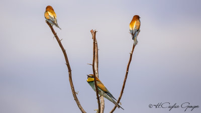 European Bee-eater - Merops apiaster - Arıkuşu