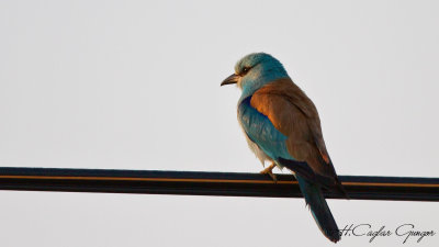 European Roller - Coracias garrulus - Gökkuzgun