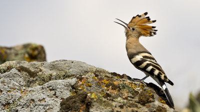 Eurasian Hoopoe - Upapa epops - İbibik