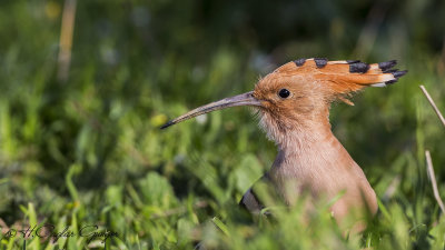 Eurasian Hoopoe - Upapa epops - İbibik