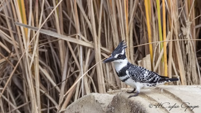 Pied Kingfisher - Ceryle rudis - Alaca yalıçapkını