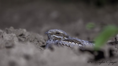 European Nightjar - Caprimulgus europaeus - Çobanaldatan