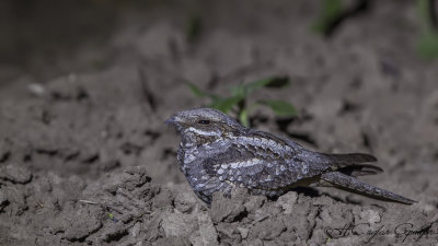 European Nightjar - Caprimulgus europaeus - Çobanaldatan