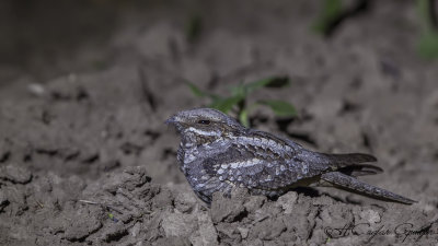 Swallows - Swifts - Nightjars