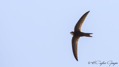 Common Swift - Apus apus - Ebabil
