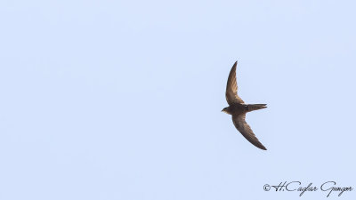 Common Swift - Apus apus - Ebabil