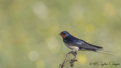 Barn Swallow - Hirundo rustica - Kır kırlangıcı