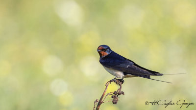 Barn Swallow - Hirundo rustica - Kır kırlangıcı