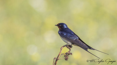 Barn Swallow - Hirundo rustica - Kır kırlangıcı