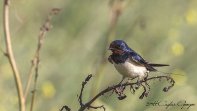 Barn Swallow - Hirundo rustica - Kır kırlangıcı