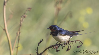 Barn Swallow - Hirundo rustica - Kır kırlangıcı