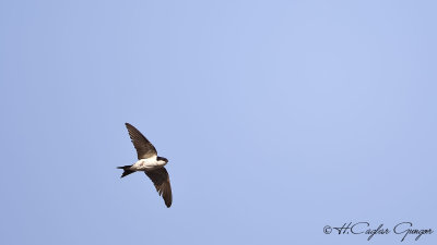 Common House martin - Delichon urbica - Ev kırlangıcı