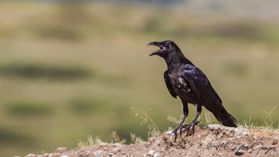 Northern Raven - Corvus corax - Kuzgun