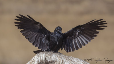 Northern Raven - Corvus corax - Kuzgun