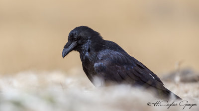 Northern Raven - Corvus corax - Kuzgun