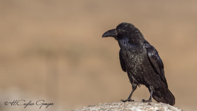 Northern Raven - Corvus corax - Kuzgun