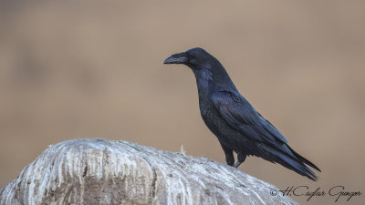 Northern Raven - Corvus corax - Kuzgun