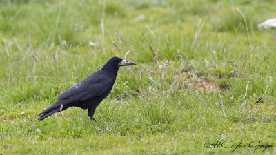 Rook - Corvus frugilegus - Ekin kargası