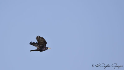 Rook - Corvus frugilegus - Ekin kargası