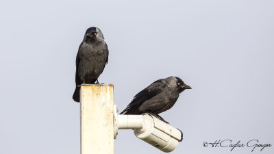 Western Jackdaw - Corvus monedula - Küçük karga