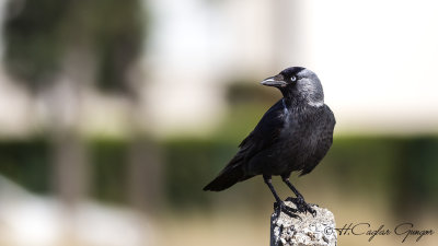 Western Jackdaw - Corvus monedula - Küçük karga