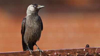 Western Jackdaw - Corvus monedula - Küçük karga