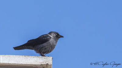 Western Jackdaw - Corvus monedula - Küçük karga