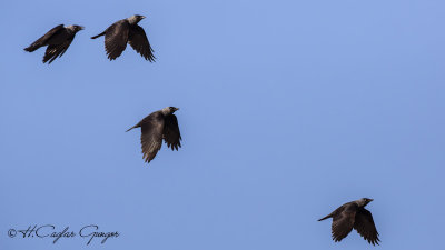 Western Jackdaw - Corvus monedula - Küçük karga