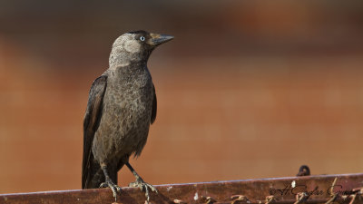 Western Jackdaw - Corvus monedula - Küçük karga