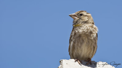 Rock Sparrow - Petronia petronia - Kaya serçesi