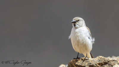 White-winged Snowfinch - Montifringilla nivalis - Kar serçesi
