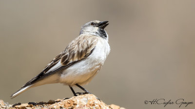 White-winged Snowfinch - Montifringilla nivalis - Kar serçesi