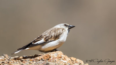 White-winged Snowfinch - Montifringilla nivalis - Kar serçesi