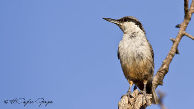 Western Rock Nuthatch - Sitta neumayer - Kaya sıvacısı