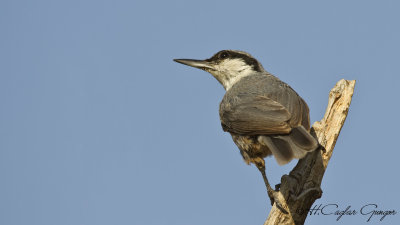 Western Rock Nuthatch - Sitta neumayer - Kaya sıvacısı