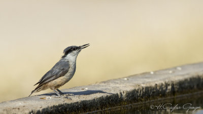 Western Rock Nuthatch - Sitta neumayer - Kaya sıvacısı