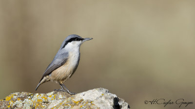 Western Rock Nuthatch - Sitta neumayer - Kaya sıvacısı