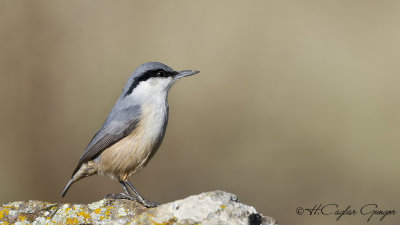 Western Rock Nuthatch - Sitta neumayer - Kaya sıvacısı