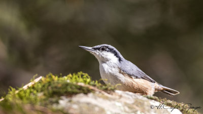 Western Rock Nuthatch - Sitta neumayer - Kaya sıvacısı