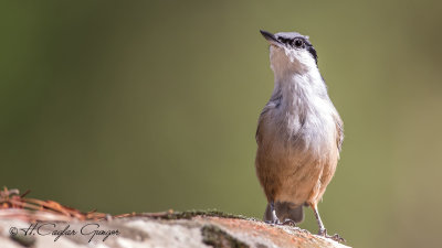 Western Rock Nuthatch - Sitta neumayer - Kaya sıvacısı