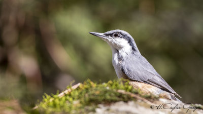 Western Rock Nuthatch - Sitta neumayer - Kaya sıvacısı