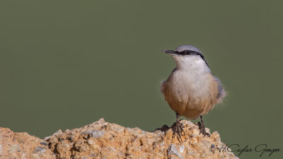 Western Rock Nuthatch - Sitta neumayer - Kaya sıvacısı