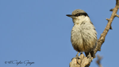 Western Rock Nuthatch - Sitta neumayer - Kaya sıvacısı
