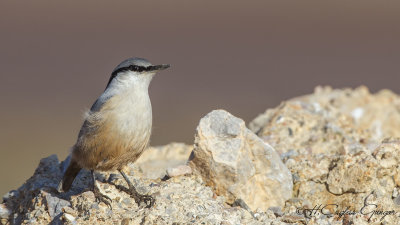 Western Rock Nuthatch - Sitta neumayer - Kaya sıvacısı