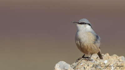 Western Rock Nuthatch - Sitta neumayer - Kaya sıvacısı